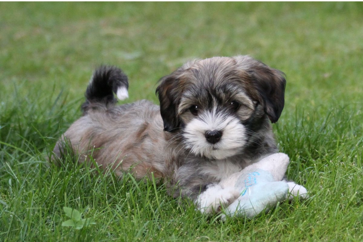 Chiot bichon havanais couché dans l'herbe avec un jouet