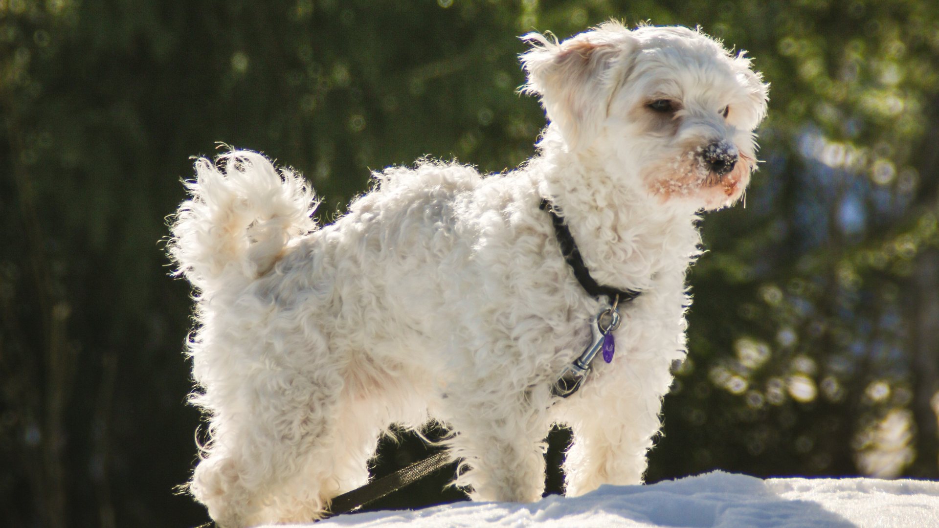 Bichon havanais adulte, calme, dans la neige devant des conifères