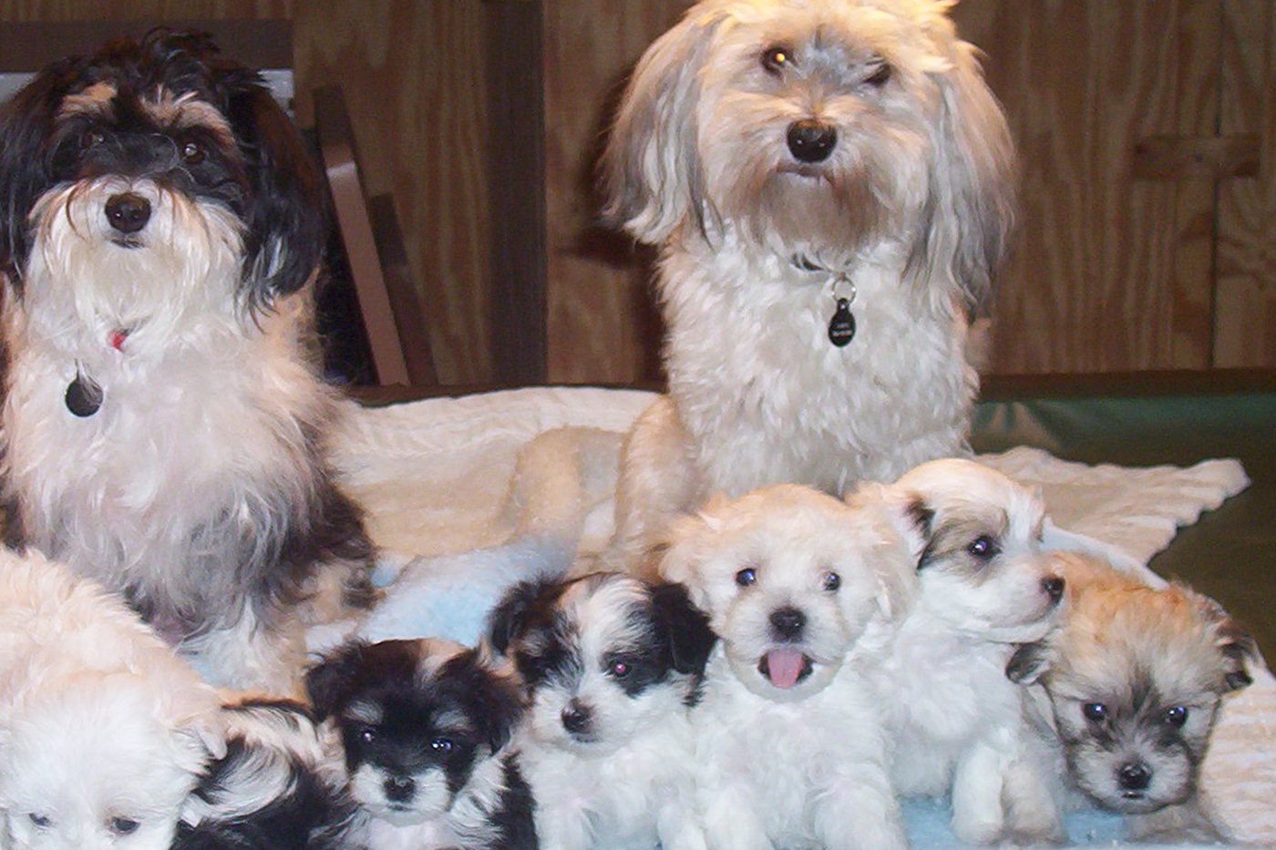 Deux bichons havanais adultes avec leur portée de sept chiots