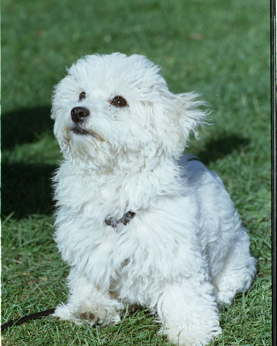 Bichon havanais adulte assis dans l'herbe